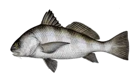 Black Drum