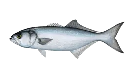 Bluefish