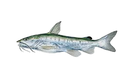 Catfish