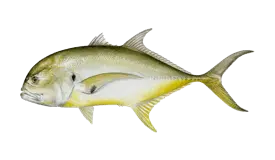 Jack Crevalle
