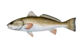 Redfish