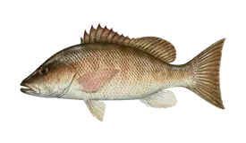 Snapper (Mangrove)