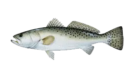 Speckled Trout