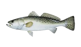 Spotted Seatrout