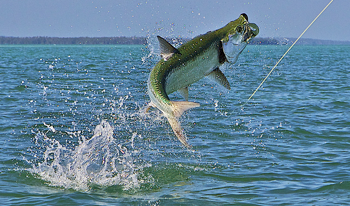 Tarpon Fishing Trip